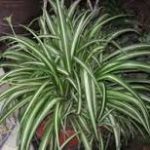 Spider Plant Absorbs energy
