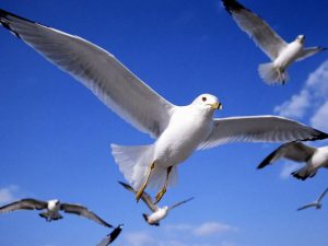 flying birds in the North-West